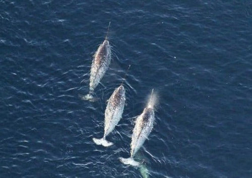 Narwhals & Polar Bears: Arctic Bay for Jun 9 - 15, 2024