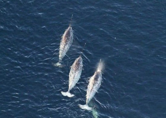Eagle Eye Tours - Narwhals & Polar Bears: Arctic Bay