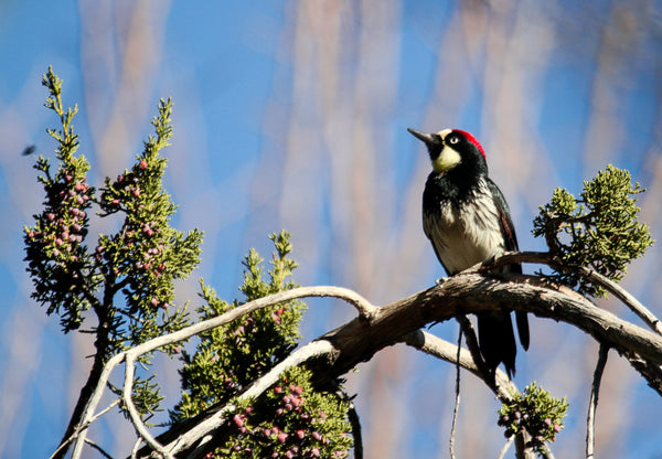 Eagle Eye Tours - Arizona in Winter