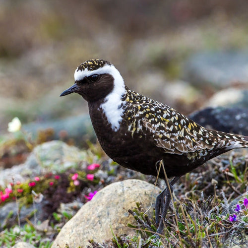 Churchill & Southern Manitoba for May 28, 2026 to Jun 9, 2026