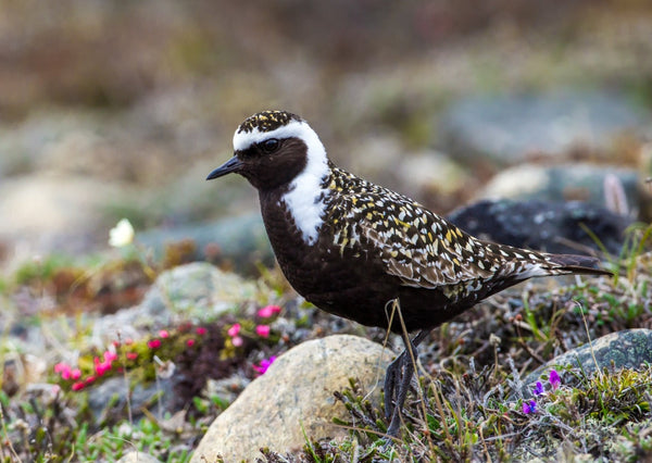 Eagle Eye Tours - Churchill & Southern Manitoba