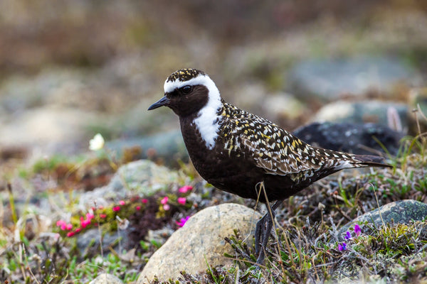 Eagle Eye Tours - High Arctic & Northwest Territories
