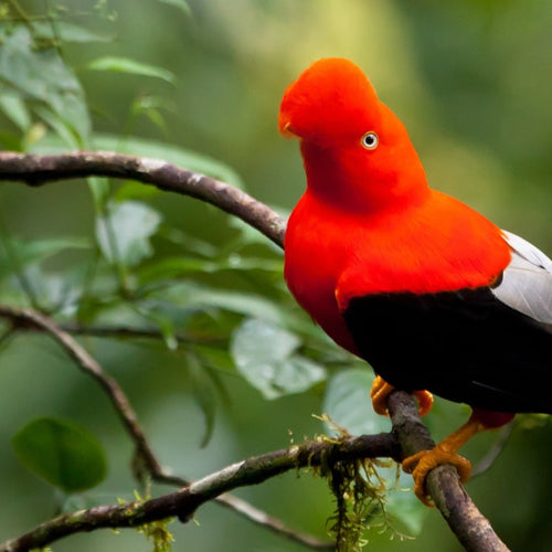 Grand Ecuador for Mar 30, 2026 to Apr 15, 2026