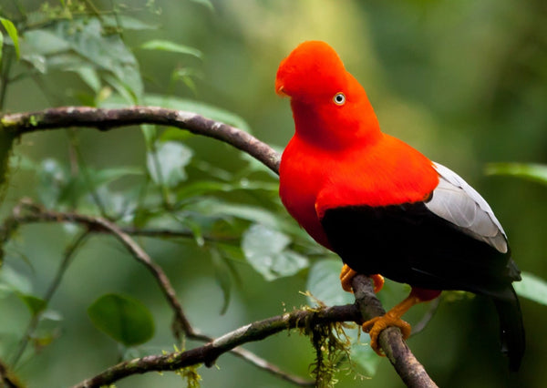 Eagle Eye Tours - Grand Ecuador