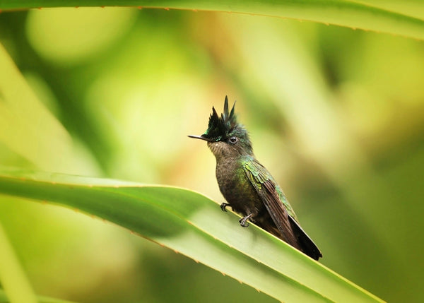 Eagle Eye Tours - Best of the Lesser Antilles