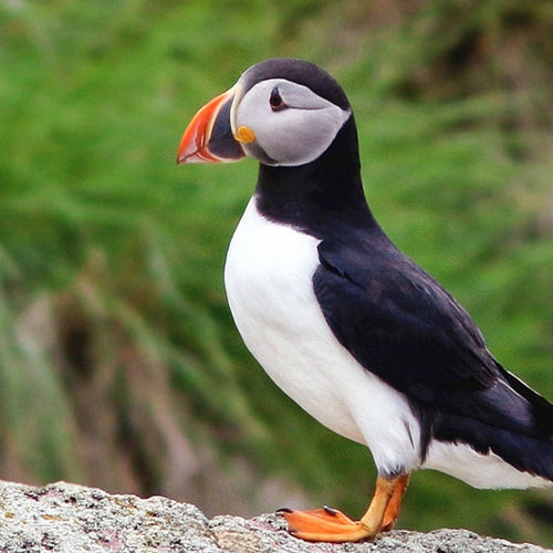 Grand Newfoundland Birdwatching for Jun 14, 2026 to Jun 24, 2026