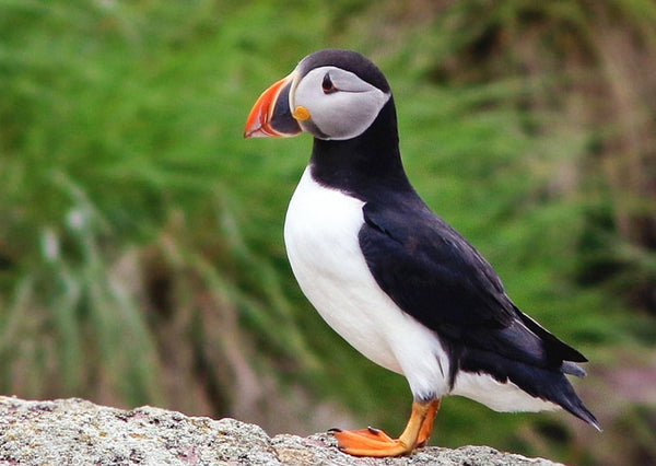 Eagle Eye Tours - Grand Newfoundland Birdwatching