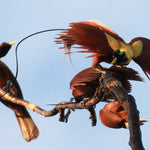 Indonesia Explorer Cruise for Oct 6, 2026 to Oct 23, 2026