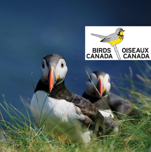 Eagle Eye Tours - Grand Newfoundland Birdwatching