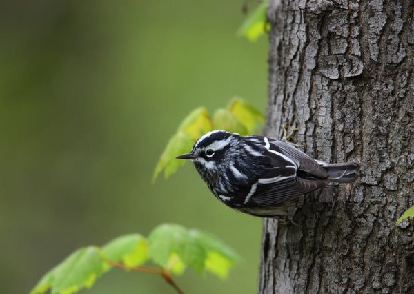 Eagle Eye Tours - Point Pelee & Algonquin Park