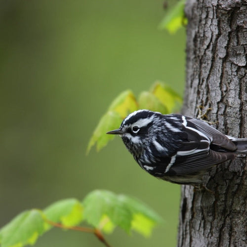 Lake Erie Spring Migration for May 5, 2026 to May 13, 2026