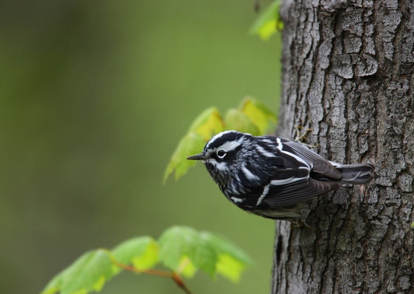 Eagle Eye Tours - Lake Erie Spring Migration