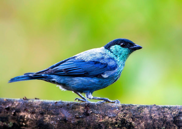 Eagle Eye Tours - Colombia: Santa Marta