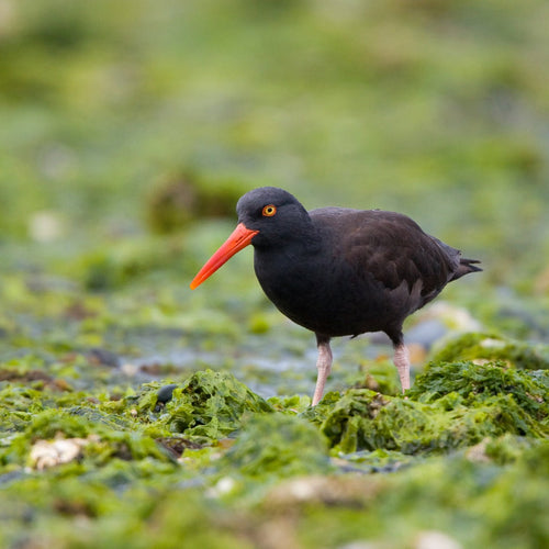 British Columbia Birding with Canadian Geographic for Jun 19, 2026 to Jun 25, 2026