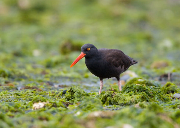 Eagle Eye Tours - British Columbia Birding with Canadian Geographic