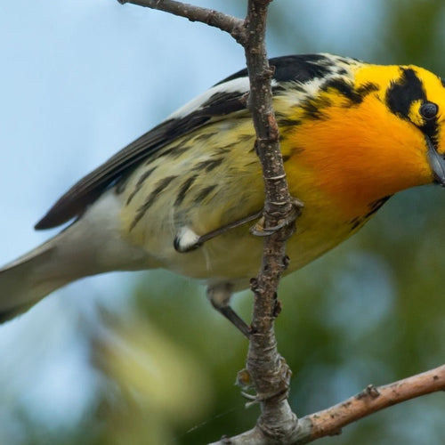 Point Pelee & Algonquin Park for May 3, 2027 to May 14, 2027