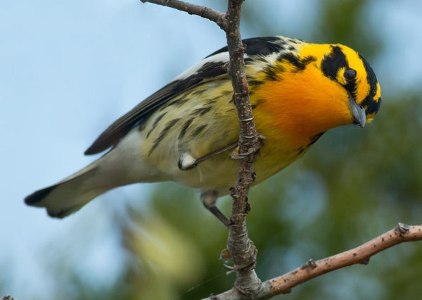 Eagle Eye Tours - Point Pelee & Algonquin Park