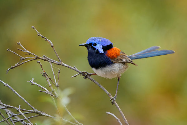 Eagle Eye Tours - Western Australia