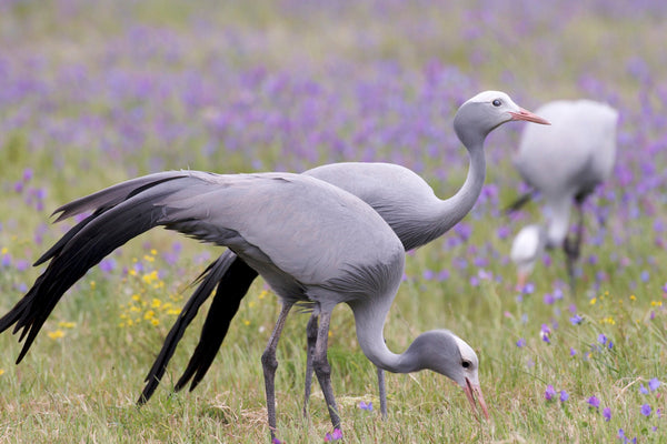 Eagle Eye Tours - Namibia, Botswana & Victoria Falls