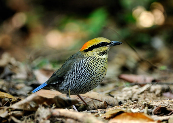 Eagle Eye Tours - Thailand Tour