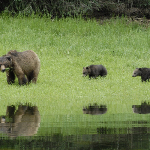 Khutzeymateen Grizzly Bears for Jun 3, 2026 to Jun 9, 2026