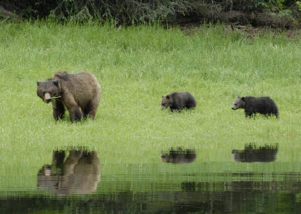 Eagle Eye Tours - Khutzeymateen Grizzly Bears