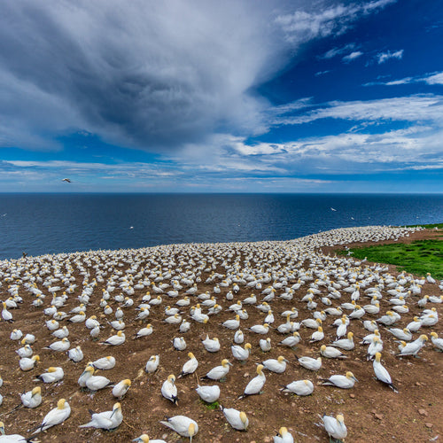 Quebec in Spring: Gaspé Peninsula for May 23, 2027 to Jun 3, 2027