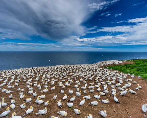 Eagle Eye Tours - Quebec in Spring: Gaspé Peninsula
