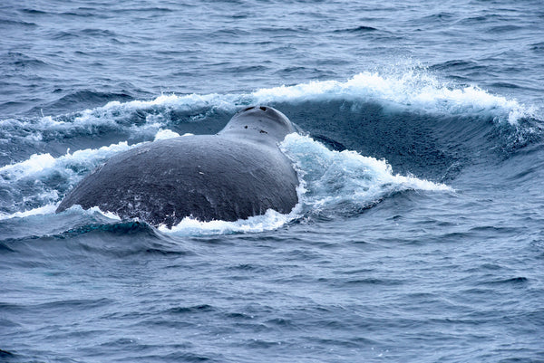 Eagle Eye Tours - Walrus & Bowhead Whales tour