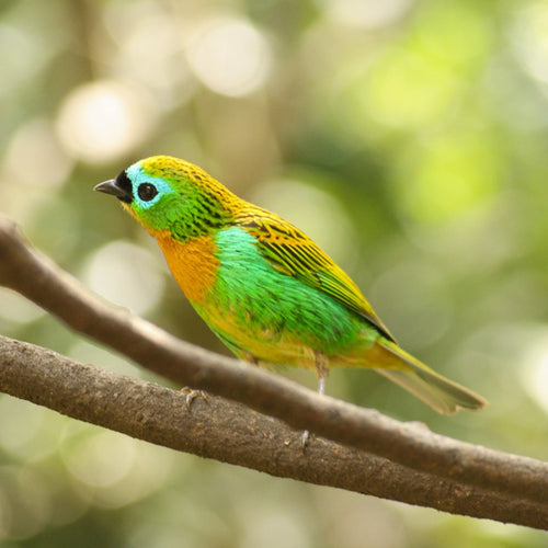 Brazil: Atlantic Forest for Oct 9, 2026 to Oct 20, 2026