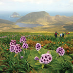 Subantarctic Islands Cruise for Nov 22, 2026 to Dec 3, 2026
