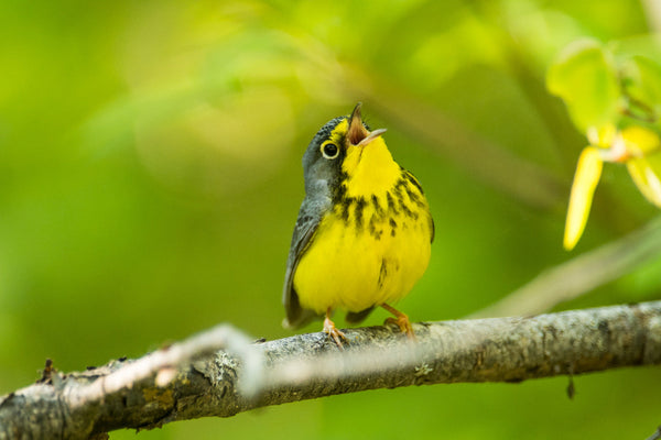 Eagle Eye Tours - Ultimate British Columbia: Coast & Grasslands