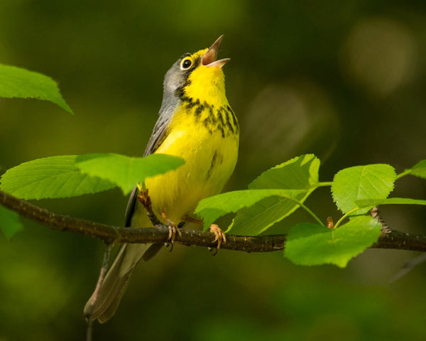 Eagle Eye Tours - Ultimate British Columbia: Boreal