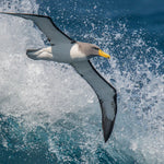 Birding Down Under Cruise for Dec 2, 2026 to Dec 18, 2026