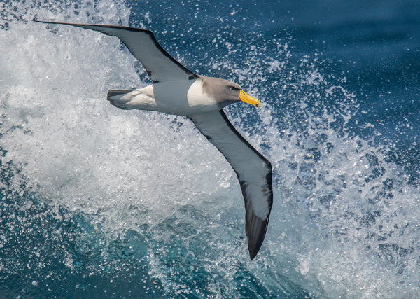Eagle Eye Tours - Birding Down Under Cruise