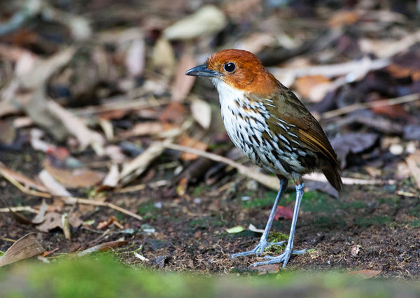 Eagle Eye Tours - Colombia