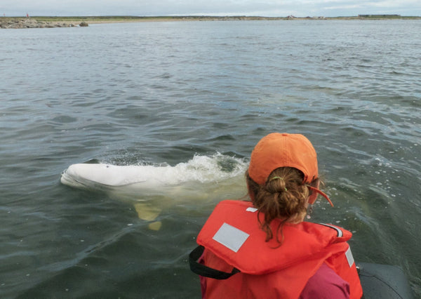 Eagle Eye Tours - Belugas, Bears & Birds