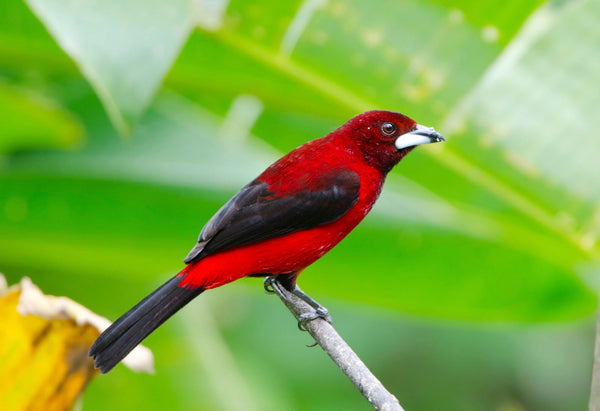 Eagle Eye Tours - Panama: Canal Zone & the Darien