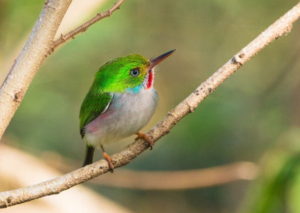 Eagle Eye Tours - Cuba
