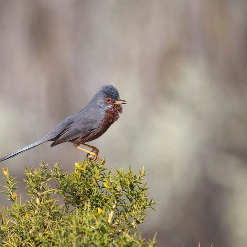 England Birds & Gardens: Southwest for Apr 28, 2027 to May 9, 2027