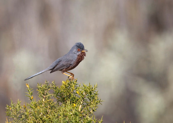Eagle Eye Tours - England Birds & Gardens: Southwest