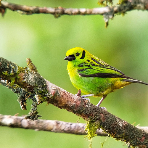 Costa Rica North Women's Birding for Feb 4, 2027 to Feb 16, 2027