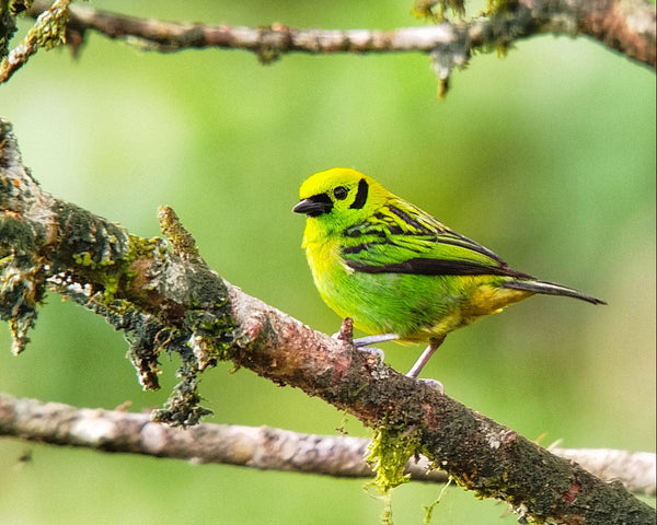 Eagle Eye Tours - Costa Rica North Women's Birding