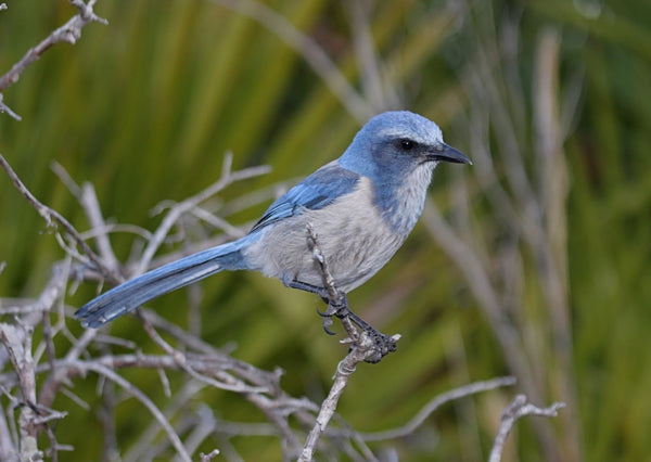 Eagle Eye Tours - Florida