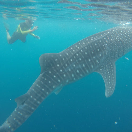 Indonesia Sailing: Whale Sharks & Birds of Paradise for Nov 23 - Dec 2, 2024