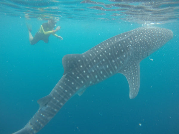 Eagle Eye Tours - Indonesia Sailing: Whale Sharks & Birds of Paradise