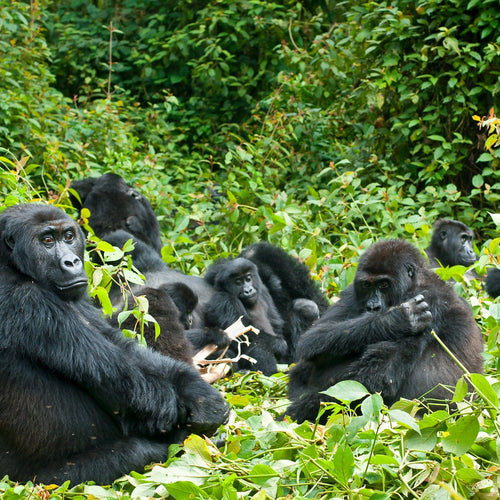 Uganda: Birds, Gorillas and Chimpanzees for Jan 13, 2026 to Jan 29, 2026