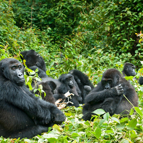 Uganda: Birds, Gorillas and Chimpanzees for Jan 13, 2027 to Jan 29, 2027