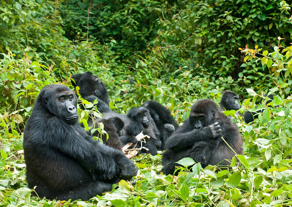 Eagle Eye Tours - Uganda: Birds, Gorillas and Chimpanzees