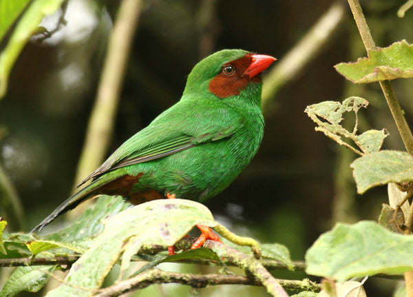 Eagle Eye Tours - Grand Ecuador